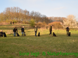 Hundetræning forår 2017